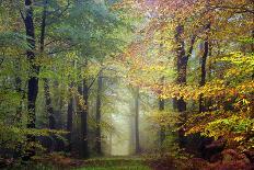 Brocéliande colored forest-Philippe Manguin-Photographic Print
