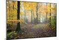Photographic Print