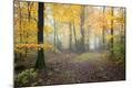 Photographic Print