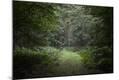 Photographic Print