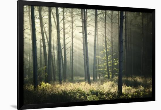 Photographic Print, , large
