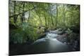 Photographic Print
