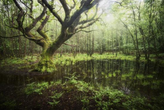 Photographic Print, , large
