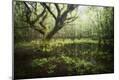 Photographic Print