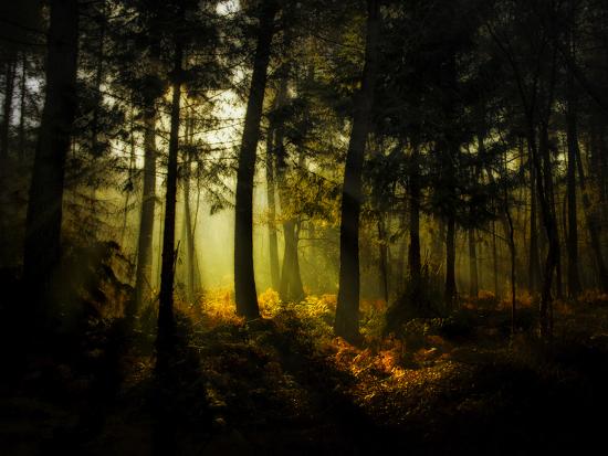 Photographic Print, , large