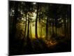 Photographic Print