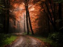 Path in Autumn Forest-Philippe Manguin-Photographic Print