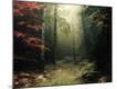 Photographic Print