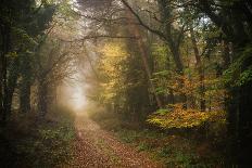 Path in Autumn Forest-Philippe Manguin-Photographic Print