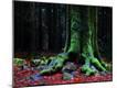 Photographic Print