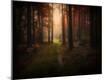 Photographic Print