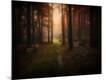 Photographic Print