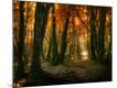 Photographic Print