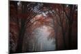Photographic Print