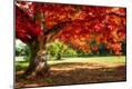 Photographic Print