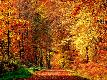 Premium Photographic Print