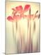 Premium Photographic Print