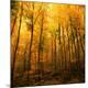 Premium Photographic Print