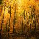 Premium Photographic Print