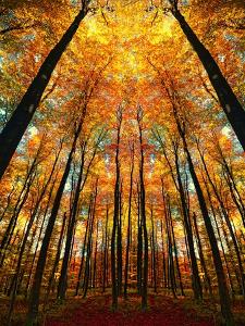 Cathedral Fall by Philippe Sainte-Laudy