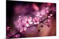 Premium Photographic Print