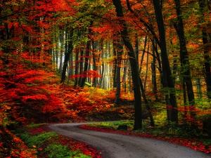 Colorful Way by Philippe Sainte-Laudy
