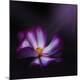 Premium Photographic Print