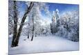 Photographic Print