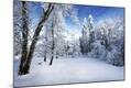 Photographic Print