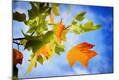 Photographic Print