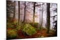 Photographic Print