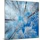 Premium Photographic Print