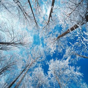 Frozen Sky by Philippe Sainte-Laudy