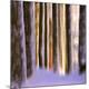 Premium Photographic Print