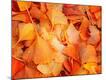 Premium Photographic Print