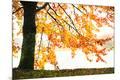 Photographic Print