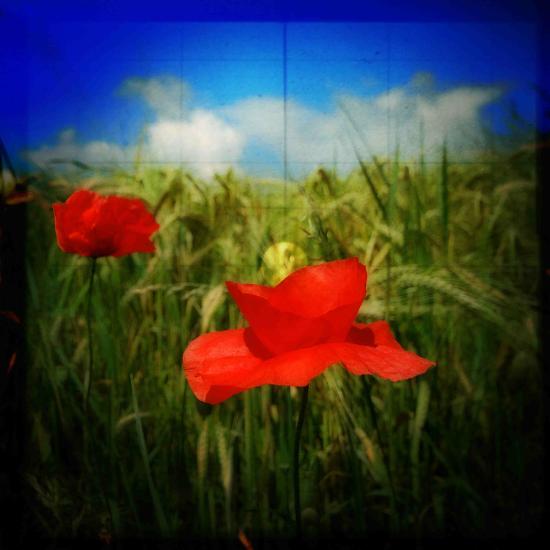 Photographic Print, , large