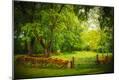 Photographic Print