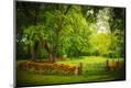 Photographic Print