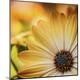 Premium Photographic Print