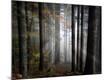 Premium Photographic Print