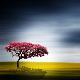 Premium Photographic Print