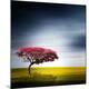 Premium Photographic Print