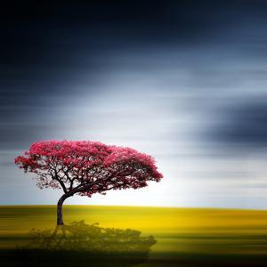 Philippe Sainte Laudy Art Prints Paintings Posters Wall Art Art Com