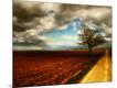 Photographic Print