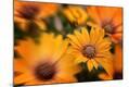 Premium Photographic Print