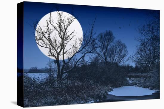 Stretched Canvas Print, , large