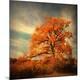 Photographic Print