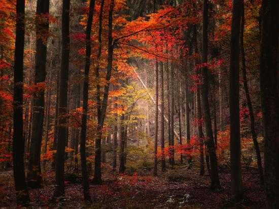 Premium Photographic Print, , large