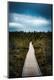 Photographic Print